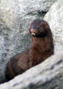SISI - American Mink - free use picture (c) NatureScot: SISI - American Mink - free use picture (c) NatureScot