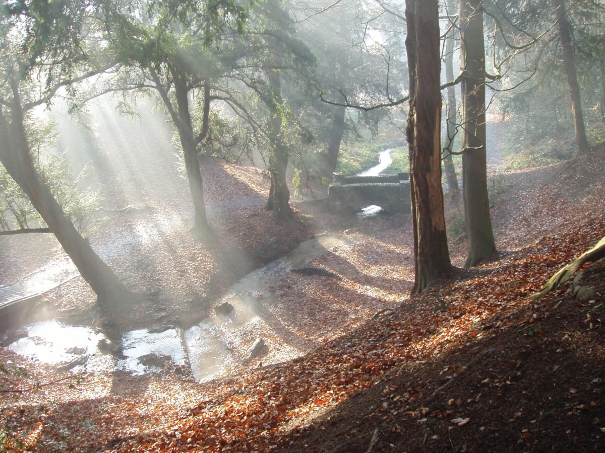 Autumn trees at Leasowes
