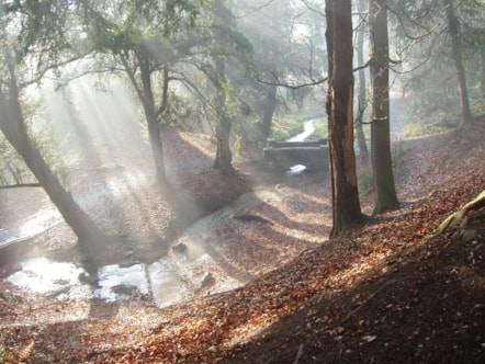 Autumn trees at Leasowes
