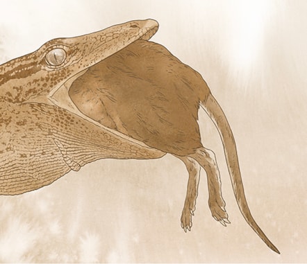 Breugnathair elgolensis illustration. Image © Mick Ellison (American Museum of Natural History) (1)