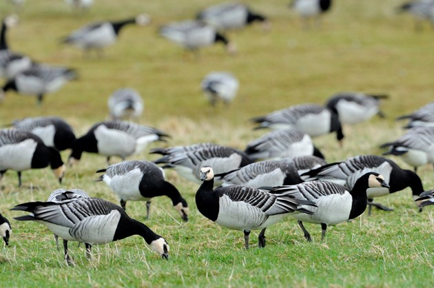 New barnacle goose scheme opens in the Hebrides: BarnacleGeese-D3334 - credit SNH-Lorne Gill
