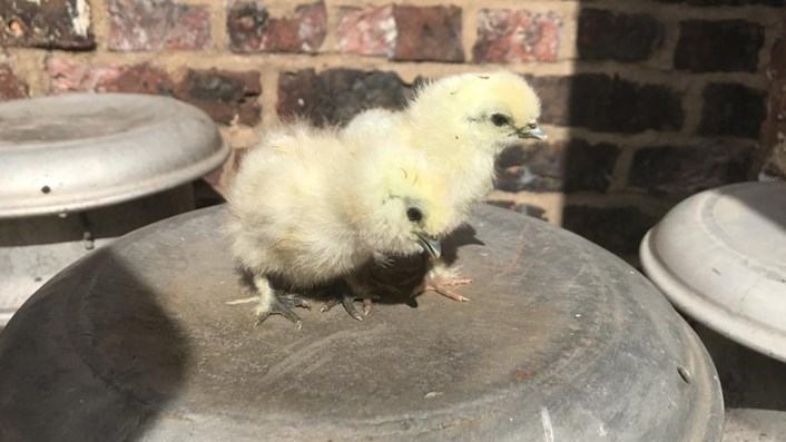 Home Farm's new arrivals: Home Farm at Temple Newsam has welcomed some new arrivals while the site is closed to the public.