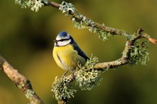 BlueTit-D0104 - copyright SNH-Lorne Gill