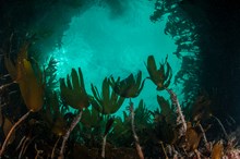 Kelp forest ©George Stoyle/SNH