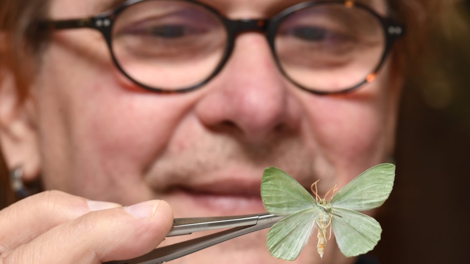 Dr Vladimir Blagoderov, Principal Curator of Invertebrates at National Museums Scotland examines a moth which will be digitised as part of the DiSSCo UK project. Image copyright Neil Hanna (2)