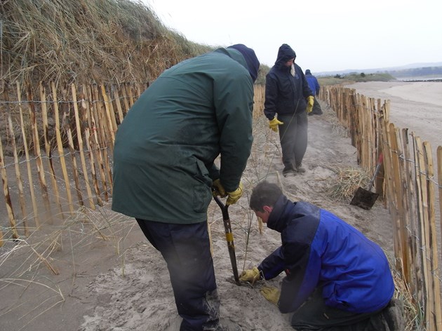 Dune planting, West Sands, St Andrews - credit St Andrews Links Trust
