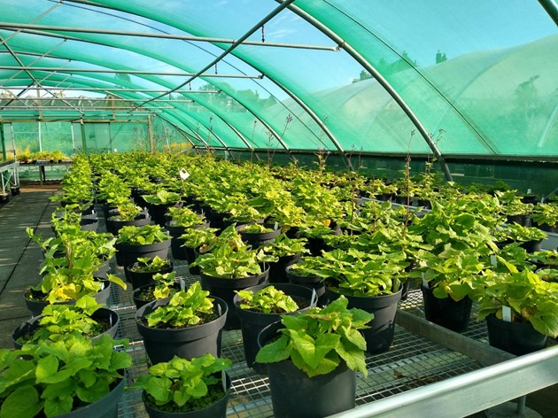 C. alpina plants in nursery - image credit Royal Botanic Garden Edinburgh