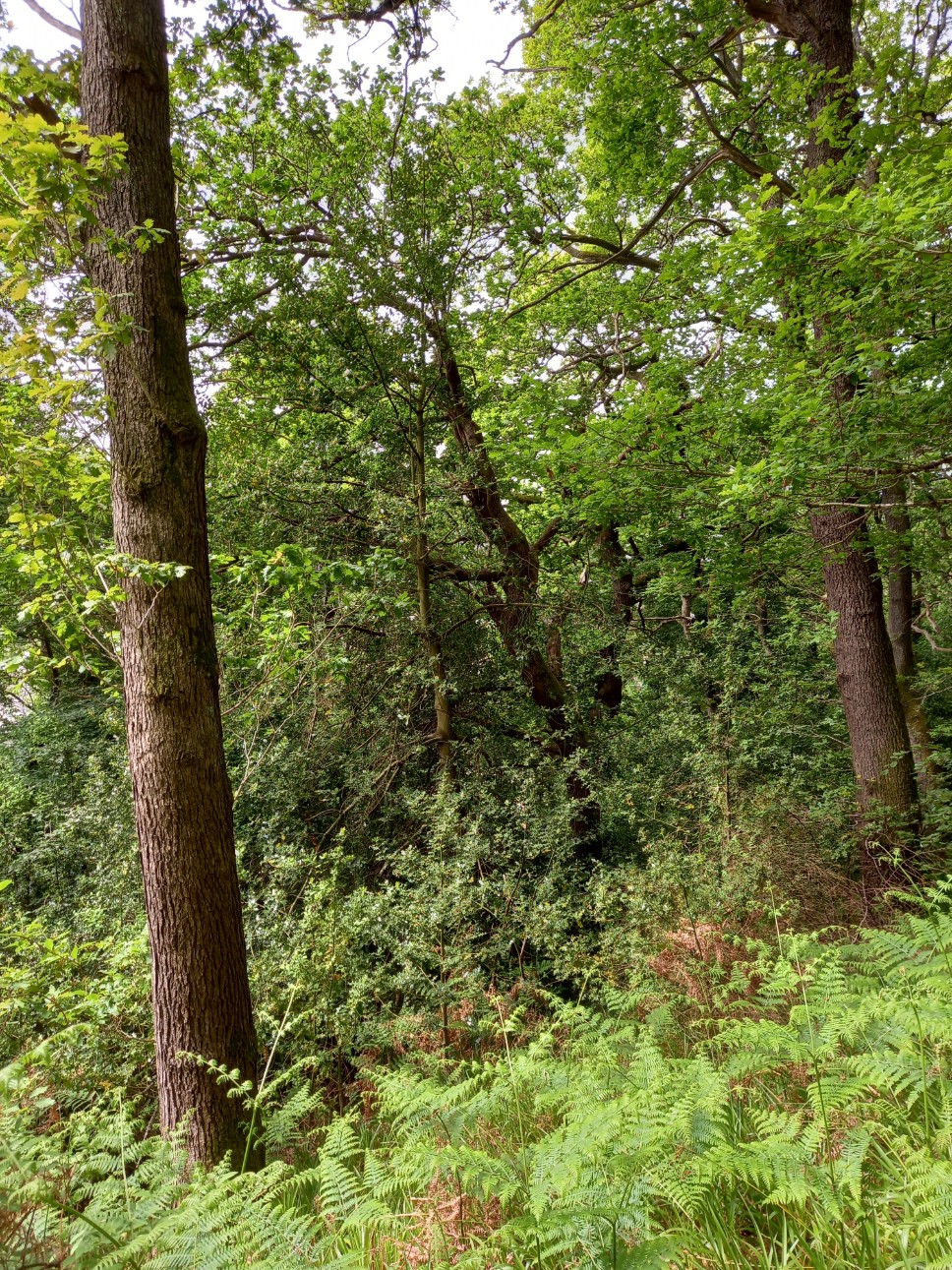 Oakwood Elgin 1