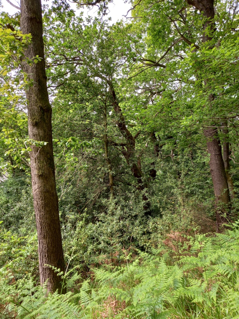 Work to improve Elgin Oakwood set to begin