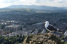 A lesser black-backed gull at Salisbury Crags above the city of Edinburgh ©Lorne Gill/NatureScot.