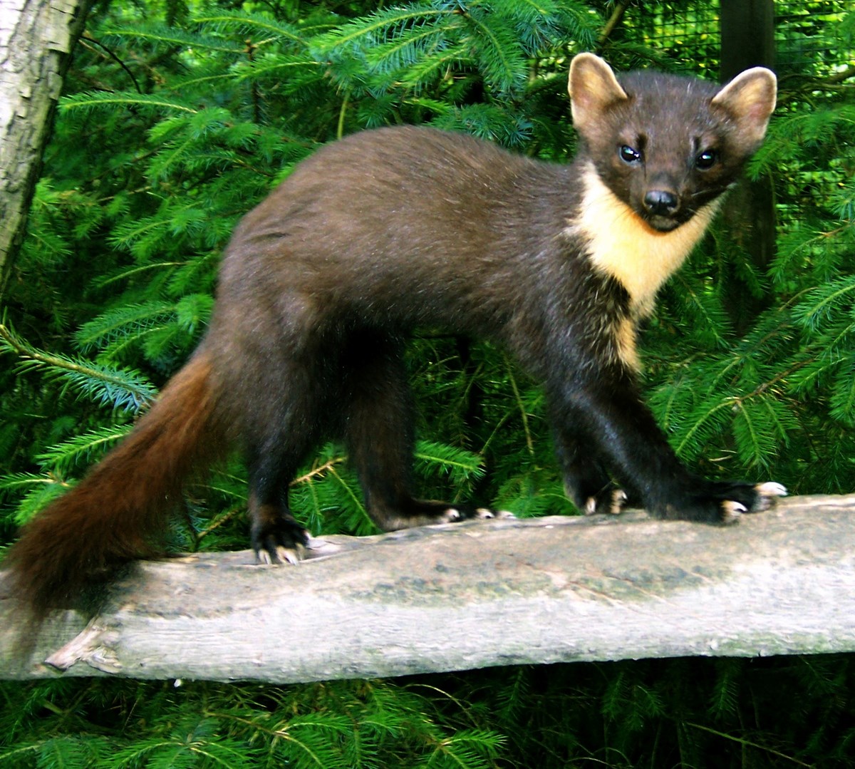 Pine marten credit VWTTony Braithwaite (002)