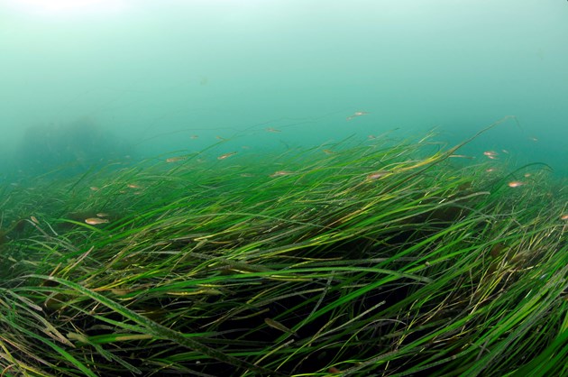 Seagrass