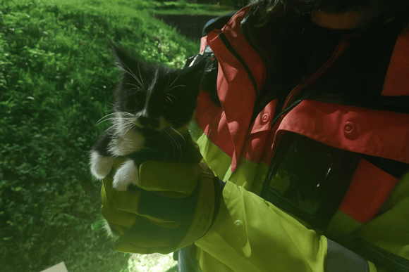 Motorway kitten rescue sparks safety warning to drivers: Kitten rescue