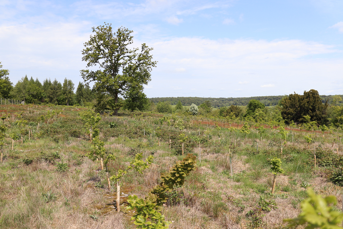 West Wycombe Estate tree planting