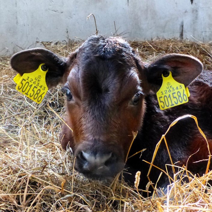 Home Farm's new arrivals: Home Farm at Temple Newsam has welcomed some new arrivals while the site is closed to the public.