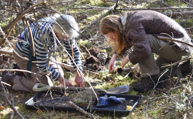 Endangered plant rescue. Copyright Richard Spowart/NatureScot: Large-scale collaborative action is needed to help Scotland’s endangered plant species, such as this recent rescue of the rare One-flowered Wintergreen (Moneses uniflora).