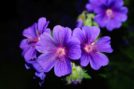 purple flowers credit pexels pixabay