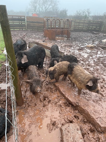 Pigs in mud