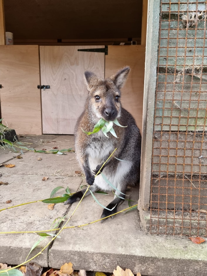 Wallabies at Lotherton: A wallaby eating foliage