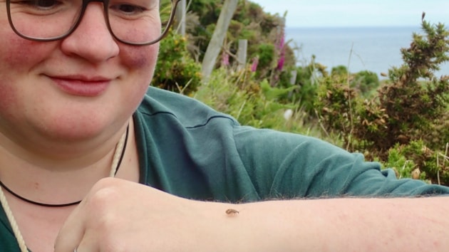Rare beastie celebrates 200 years since first found in Scotland, and the Scottish public is being asked to help find more: Encounter with Bordered Brown Lacewing (c) Nick Littlewood