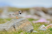 Ringed plover in machair ©Lorne Gill/NatureScot
