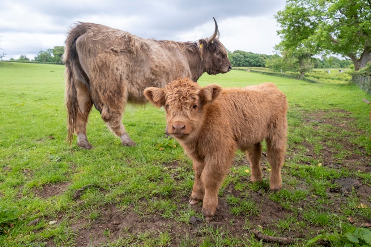 Highland calves at the National Museum of Rural Life. Photo © Chris James  (16)
