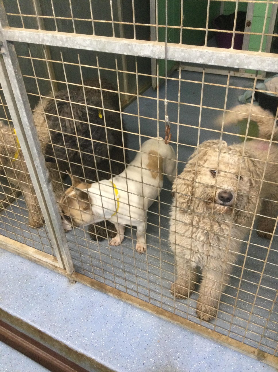 Dogs rescued