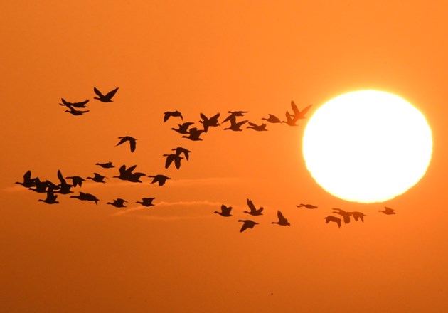 Autumnwatch comes to Tentsmuir and the Isle of May: Geese at sunrise ©Steve Buckland