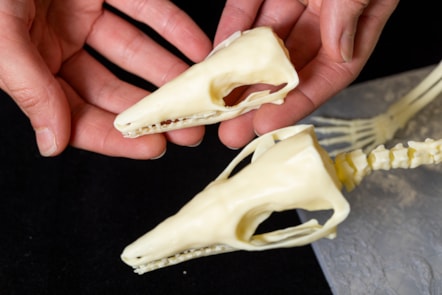 National Museums Scotland's Dr Elsa Panciroli with enlarged, 3D printed models of krusatodon kirtlingtonensis skeletons. Photo (c) Duncan Mc Glynn (1)