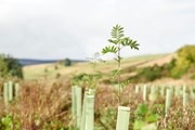 New woodland planting: Credit: Callum McGregor Chapman