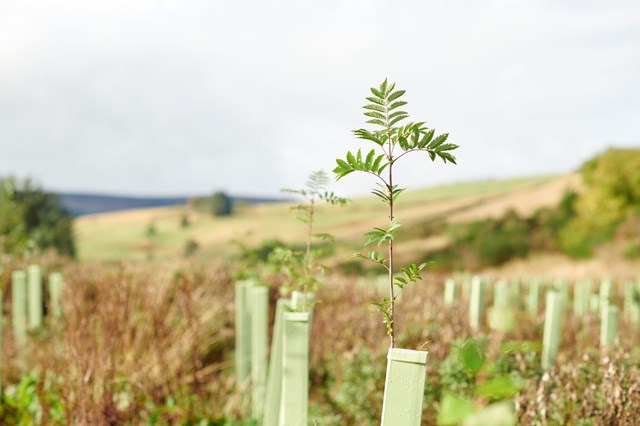 New woodland planting: Credit: Callum McGregor Chapman