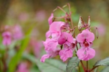 Himalayan balsam ©Lorne Gill-NatureScot: Himalayan balsam ©Lorne Gill-NatureScot