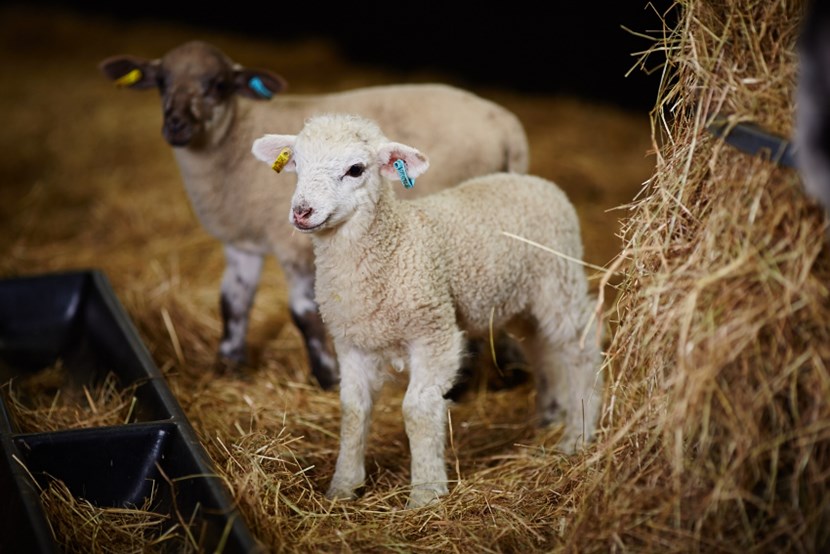 Experience the cuteness of Home Farm’s new arrivals this Easter: templenewsam-contacts407-2.jpg