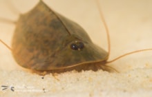 Tadpole Shrimp (c) Neil Phillips / Buglife: Tadpole Shrimp (c) Neil Phillips / Buglife