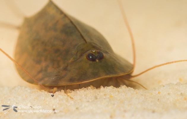 Tadpole Shrimp (c) Neil Phillips / Buglife