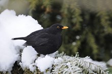 Blackbird: A blackbird perched on a snow-covered branch of a pine tree ©Lorne Gill/NatureScot.