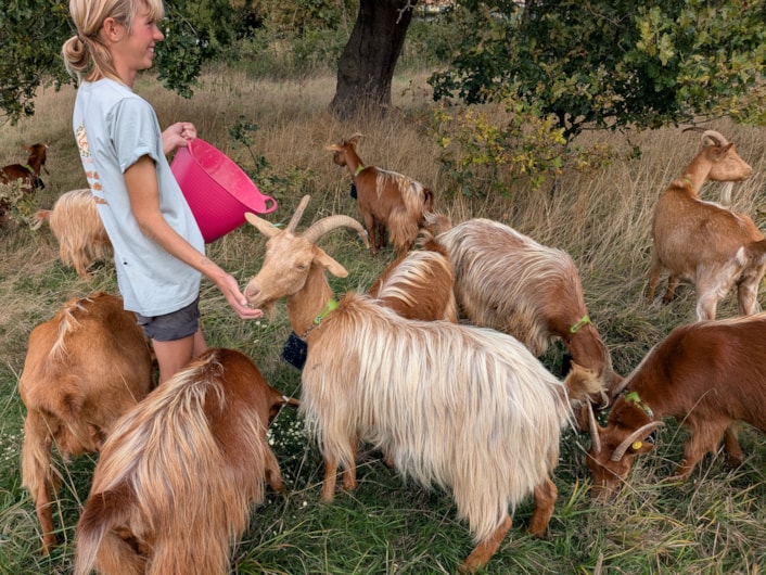 Goats Asket Hill by Louise Gibson: To protect and encourage biodiversity the grassland on Asket Hill is now managed by a herd of goats.
Picture credit: Louise Gibson
