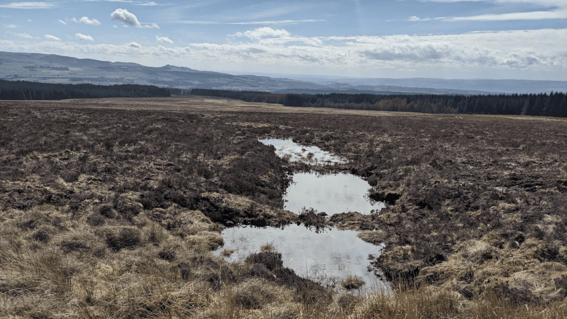 Knoxfauld peatland (1)