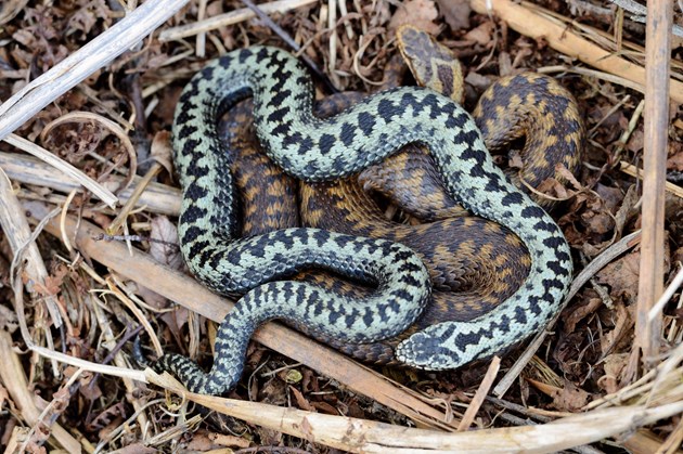 Farmers and land managers urged to share adder sightings: Mating male and female adders ©Lorne Gill/NatureScot
