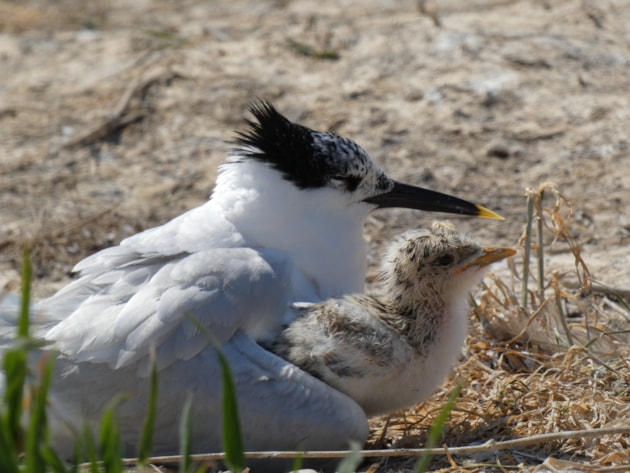 Sandwich tern and chick at Forvie ©Catriona Reid/NatureScot