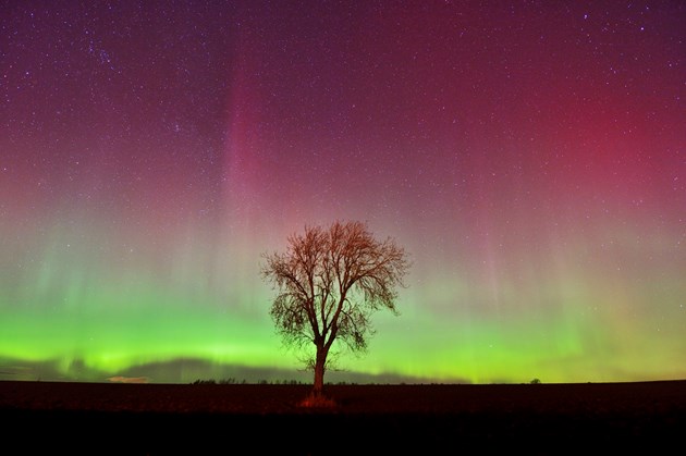 northernlights-d7750: Northern lights - (C) Lorne Gill/SNH - available for one-off use