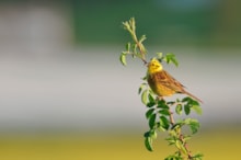 Yellowhammer. ©Lorne Gill/NatureScot