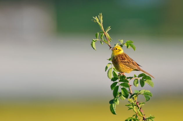 Yellowhammer. ©Lorne Gill/NatureScot