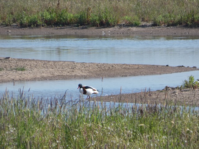 mitigationshelduck