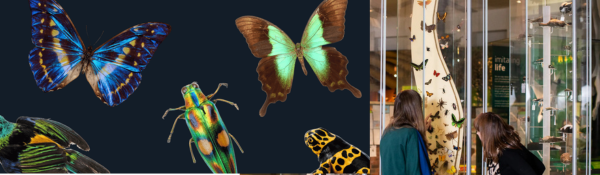 Glow in The Dark Week at Leeds City Museum: Glow in The Dark Week at Leeds City Museum