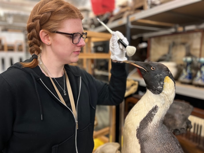 Big birds: Curator Sarah Burhouse with a magnificent mounted emperor penguin, believed to have been collected during an Antarctic expedition, which was among the specimens being cared for. The penguin, which has only recently gone back on display at the centre, has been cleaned and checked for any of the pests which can cause damage to taxidermy if left unchecked.