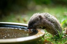 Young hedgehog drinks water from a water bowl in the garden - Adobe Stock: Young hedgehog drinks water from a water bowl in the garden - Adobe Stock