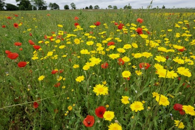 Choose an alternative to roses for Valentine’s Day: ScotiaSeeds-D3189