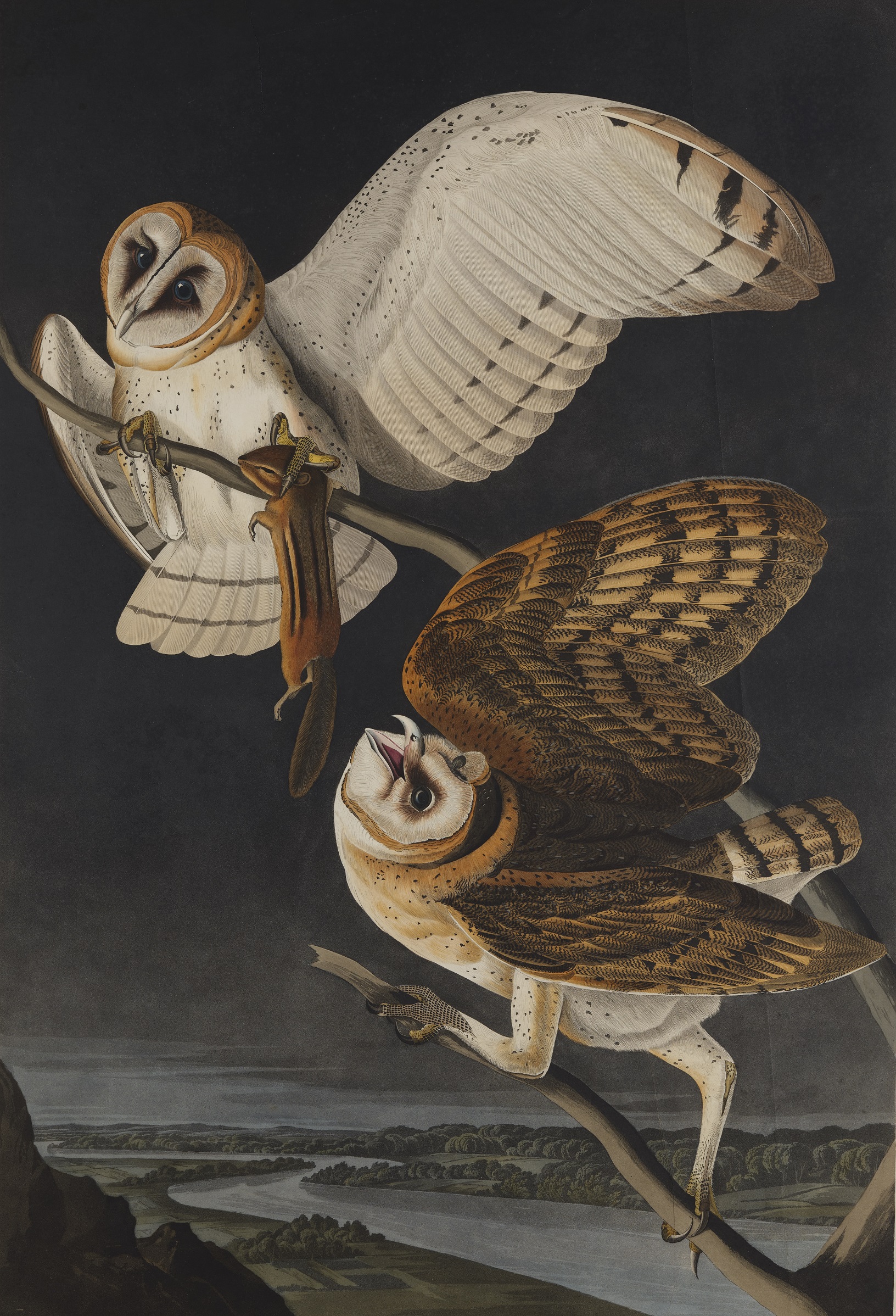 Print Depicting Barn Owls From Birds Of America, By John James Audubon ...