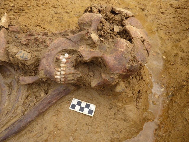 Close-up of the excavated burial ©MOLA Headland Infrastructure